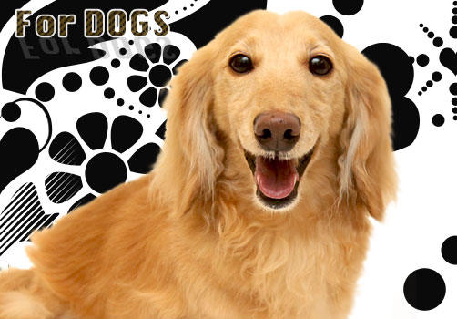 �ɥå��ա��ɡ������ʡ��ɥå����å�