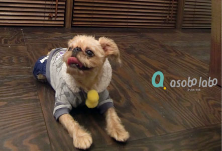 ペットグッズショップAsoboLabo
