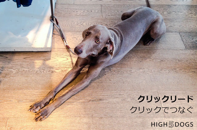 HIGH5DOGS】クリックリード [ハイファイブドッグス] - AsoboLabo
