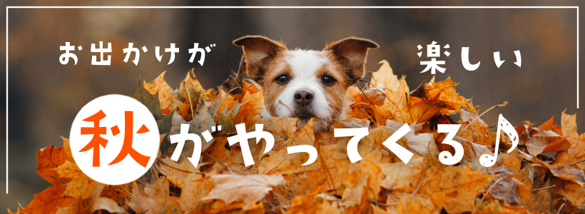 お出掛けが楽しい秋がやってくる♪