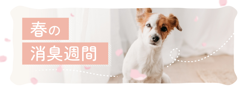 �դξý�����