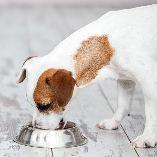 漢方ごはん「愛犬にも、美味し食養生を」