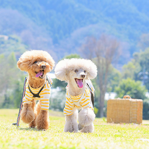 漢方ごはんはこんな飼い主様におすすめ！