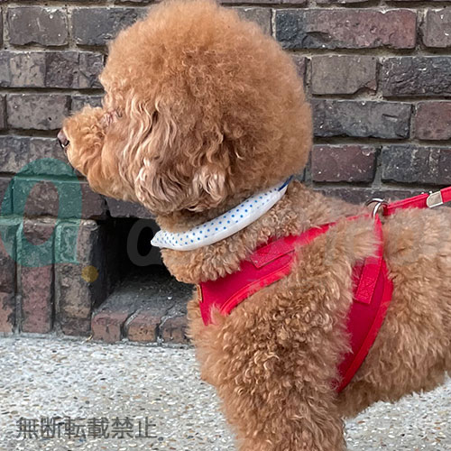 愛犬の熱中症対策 suo