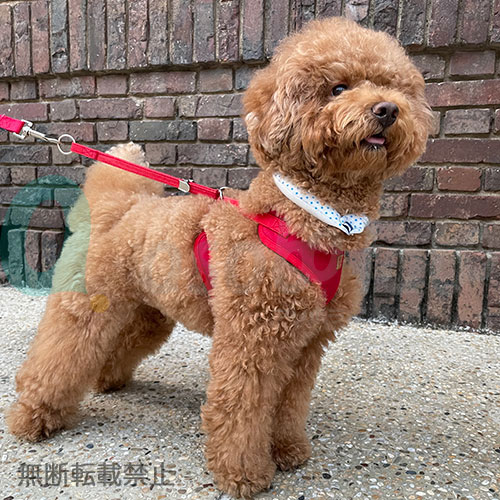 愛犬の熱中症対策 suo