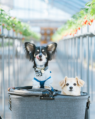 いちご狩り施設で撮影された犬たち