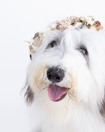 花冠をつけた犬の撮影例
