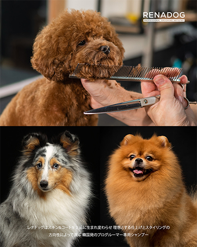 犬のイメージ写真