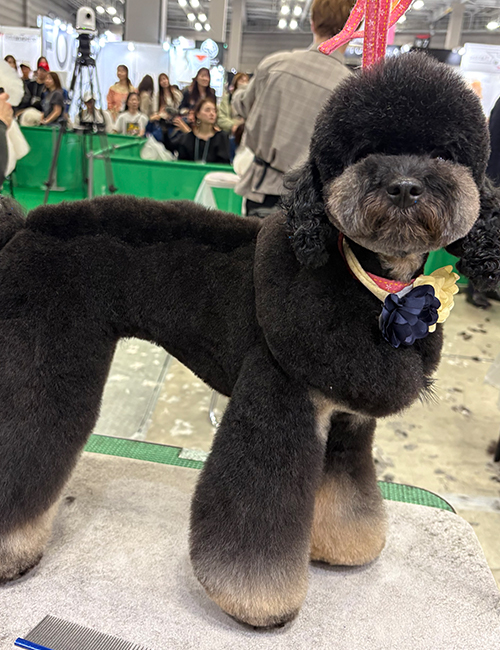 八木田 桃子 講師