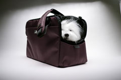 sleepypod atom：スリーピーポッド アトム